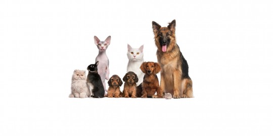 HOME & TEXTILE & PETSHOP & HOBBY & LIFE PRODUCTS - PET EQUIPMENT